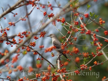 Possumhaw holly and mockingbird
